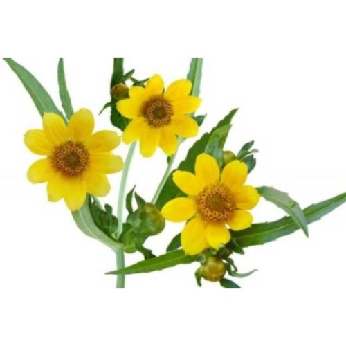  Водно-глицериновый экстракт Череды  