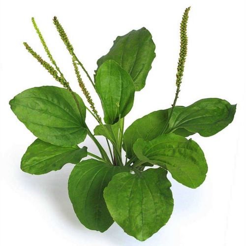 Экстракт Подорожника сухой  